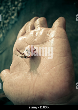 Hermit crab in human hand Stock Photo