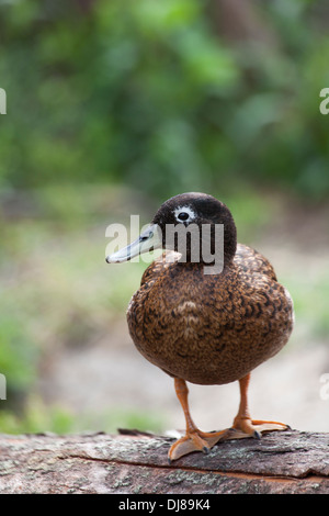 Laysan Duck drake (Anas laysanensis). Stock Photo