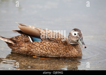 Male Laysan Duck (Anas laysanensis). Stock Photo