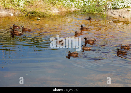 Critically endangered Laysan Ducks swimming in a pond on Midway Atoll. Anas laysanensis. Stock Photo