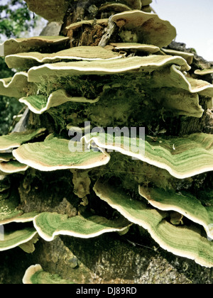 Bracket fungi, or shelf fungi, phylum Basidiomycota Stock Photo