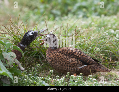 Pair of Laysan Ducks (Anas laysanensis) feeding in upland vegetation on Midway in the Hawaiian Islands. Critically endangered species. Stock Photo
