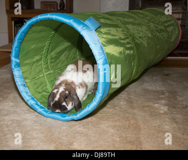 Pet Holland Lop dwarf rabbit playing in toy tunnel Stock Photo
