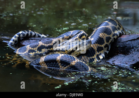 Yellow Anaconda (Eunectes notaeus) in  pond Stock Photo