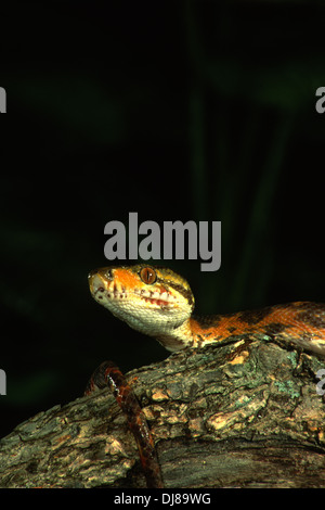 Amazon Tree Boa snake on tree branch, colored phase. Corallus hortulanus Stock Photo