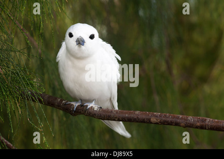 White Tern (Gygis alba rothschildi) perched on Ironwood tree branch Stock Photo
