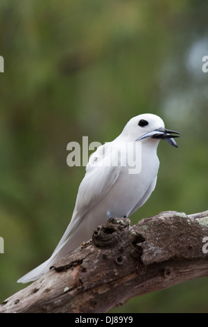 White Tern (Gygis alba rothschildi) holding fish in beak Stock Photo