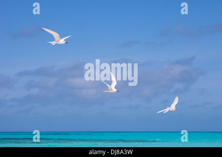 White Terns (Gygis alba rothschildi) flying over the aquamarine lagoon water of Midway Atoll in Papahanaumokuakea Marine National Monument Stock Photo