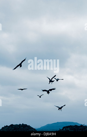 House crows, Corvus Splendens are in Flight, Pune, Maharashtra, India Stock Photo