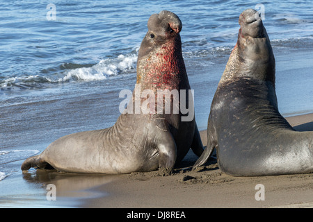 Northern Elephant Seals adult males fighting Stock Photo