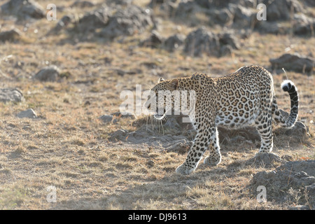 Leopard - Panther (Panthera pardus) walking in the savanna in the light of the sunrise Masai Mara - Kenya - East Africa Stock Photo