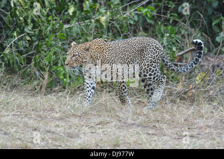 Leopard - Panther (Panthera pardus) walking in the savanna Masai Mara - Kenya - East Africa Stock Photo