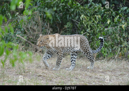 Leopard - Panther (Panthera pardus) walking in the savanna Masai Mara - Kenya - East Africa Stock Photo