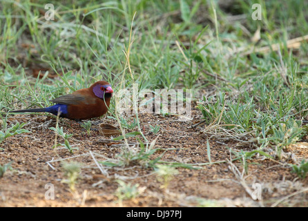 Violet eared waxbill male Uraeginthus granatinus Stock Photo