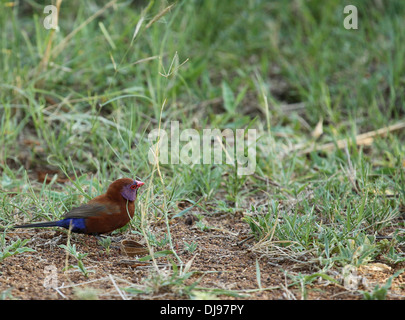 Violet eared waxbill male Uraeginthus granatinus Stock Photo