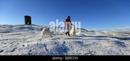 Buxton, Derbyshire, UK. Samoid dogs in snow at Solomon's Temple, also known as Grinlow Tower. Stock Photo