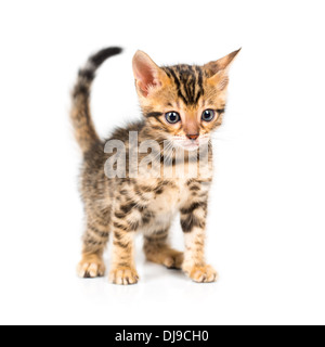 Bengal kitten with reflection on white background Stock Photo