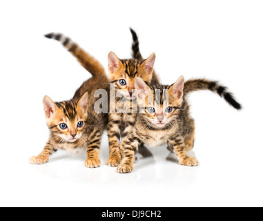 Three Bengal kitten with reflection on white background Stock Photo