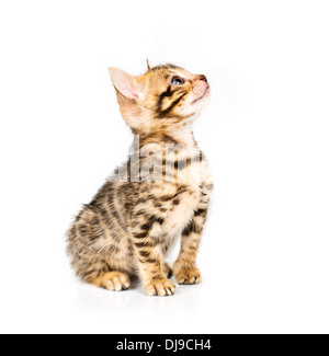Bengal kitten with reflection on white background Stock Photo