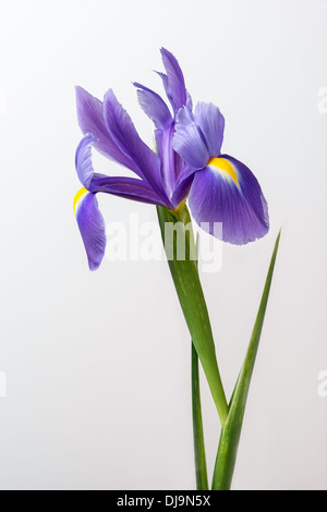 Iris flower with stem and leaves in close-up against plain background. Stock Photo