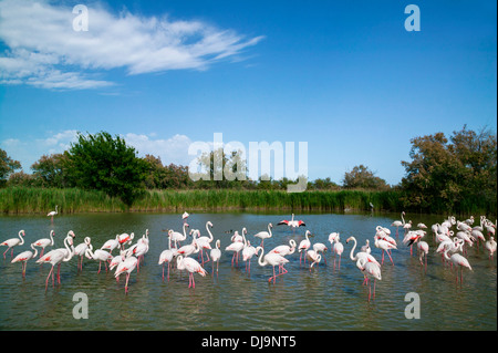 Greater Flamingos,Phoenicopterus roseus,Bird Park Of Pont De Gau, Camargue, France Stock Photo