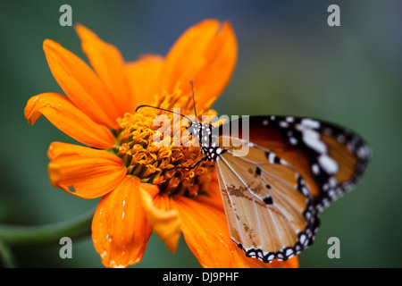 Monarch Butterfly Drinking Nectar on Purple Flowers Stock Photo