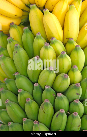 Bunch of bananas still on the tree showing the variation from yellow to green & ripe to not ripe. Stock Photo