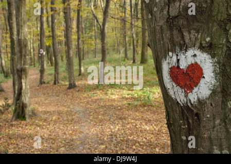Love heart painted on the bark of a tree in forest Stock Photo
