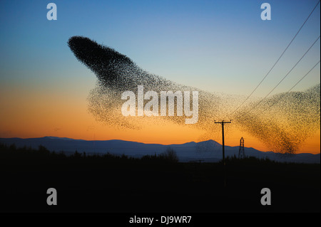 A starling murmuration or flock flying in an aerobatic display near Gretna, Scotland prior to roosting. November 2013.