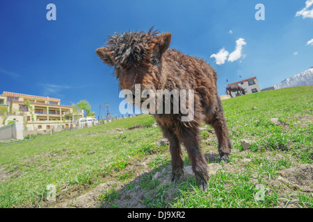 small yak on green field in mountain Stock Photo