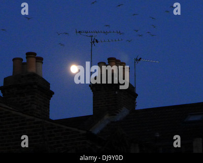 The moon shines over rooftops between two chimneys  at night as birds fly home to roost. Stock Photo