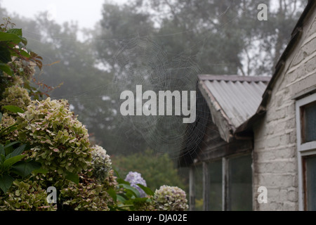 Large spiders webs, covered in misty dew drops. Stock Photo