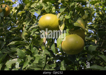 Grapefruits ripening on the tree in October. Stock Photo