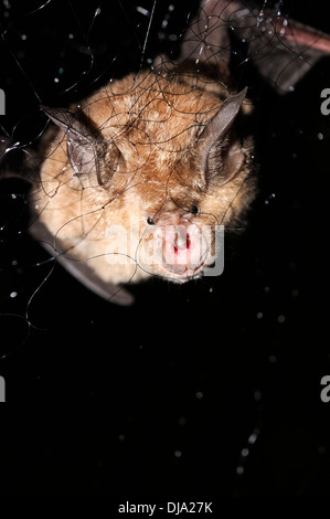 Horizontal portrait of captured greater horseshoe bat, Rhinolophus ferrumequinum,  in mist net at night. Stock Photo