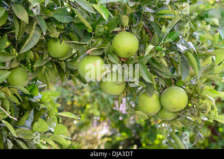 Grapefruits ripening on the tree in October. Stock Photo