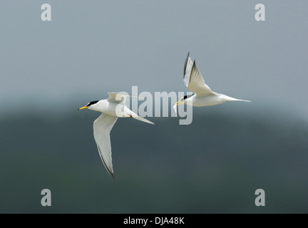 Little Tern Sterna albifrons Stock Photo