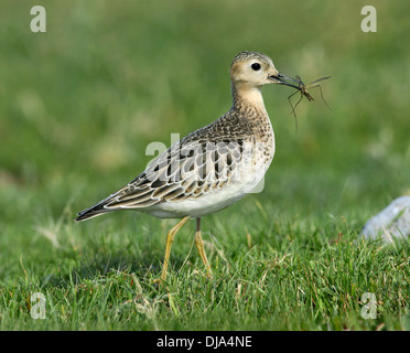 Buff-breasted Sandpiper Tryngites subruficollis Stock Photo
