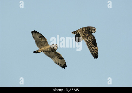 Short-eared Owl Asio flammeus Stock Photo