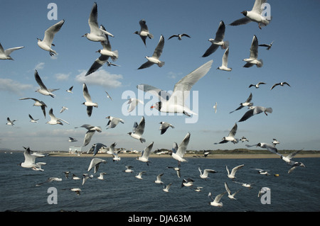Gull Flock Stock Photo