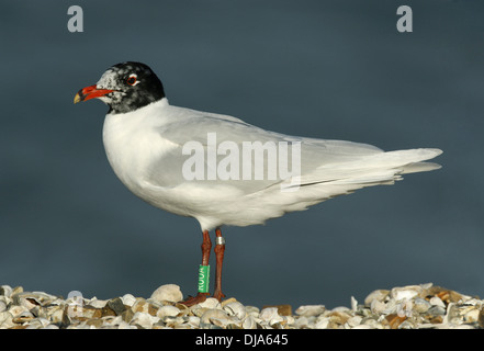 Mediterranean Gull - Larus melanocephalus Stock Photo