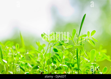 Closeup of green young sprouts growing in garden Stock Photo