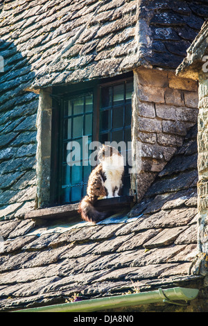 A cat sits on the window ledge of one of the famous weavers' cottages in Arlington Row, Bibury. Stock Photo