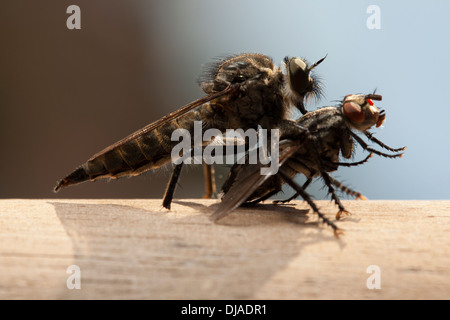 An Asilidae, robber or assassin fly feeding on another smaller fly Stock Photo