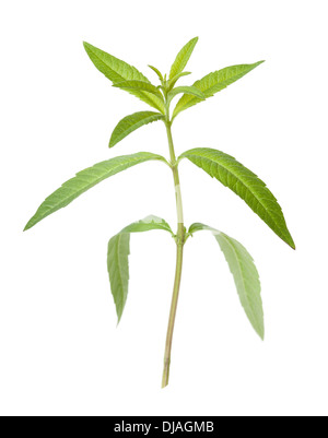 Lemon Verbena leaves isolated on white background with shallow depth of field Stock Photo