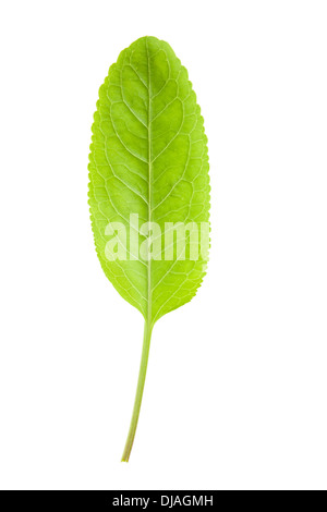 Green Horseradish Leaf isolated on white background with shallow depth of field Stock Photo