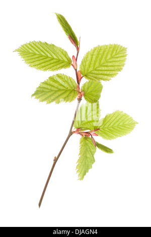 Fresh Green Hornbeam leaves isolated on white background with shallow depth of field Stock Photo