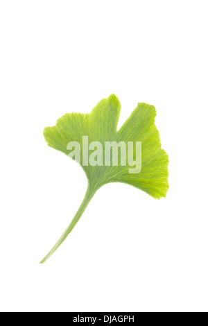 Ginkgo biloba leaf isolated on white background. Stock Photo