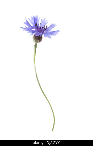 Blue Cornflower Flower isolated on white background with shallow depth of field. Stock Photo
