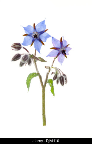 Borage Flowers isolated on white background with shallow depth of field Stock Photo