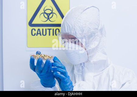 Scientist in protective suit with sprouts in laboratory Stock Photo